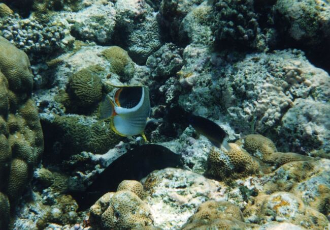 セグロチョウチョウウオ？