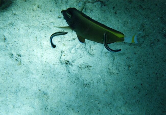 クリーニングしてもらいます。