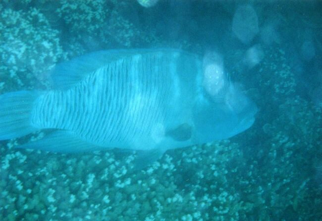 ナポレオンの幼魚。PPR前のビーチにもいます。