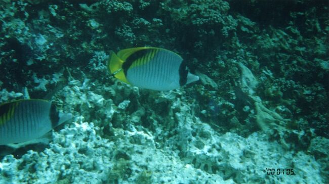 トゲチョウチョウウオ？