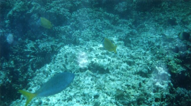 ウメイロモドキ？