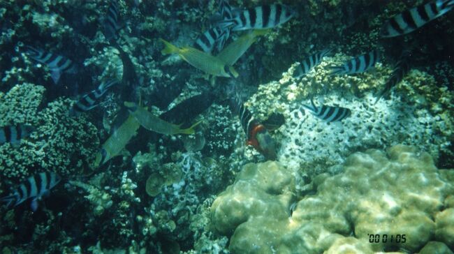 ロクセンスズメダイほか。