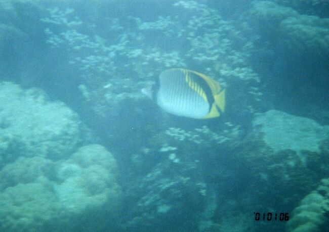 今回はPPR前が主体。<br />トゲチョウチョウウオ？