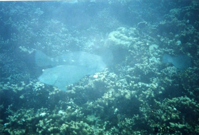 PPR前でよくお目に掛かる魚ですが名前はわかりません。