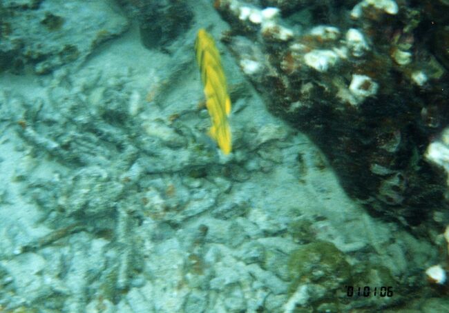 サンゴ礁にいる魚は薄いものが多くて、真ん前や真後ろから撮るとこんなになってしまいます。