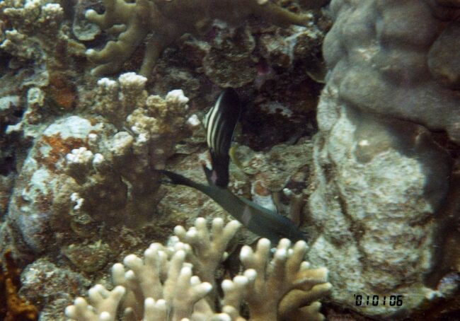 ヤスジチョウチョウウオ？