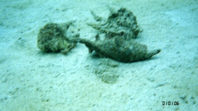 クモ貝を集めてみました。こちらの人は殻を割って食べるようで、よく割れた貝殻を見かけます。