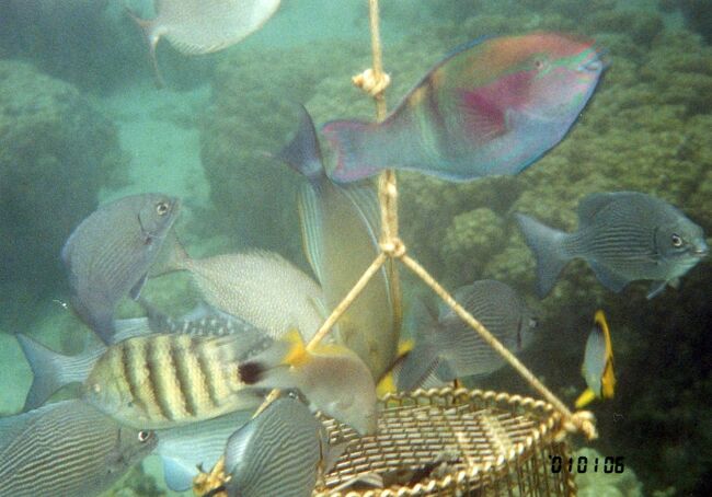 ブイの下に集魚用の器具が下げてありました。