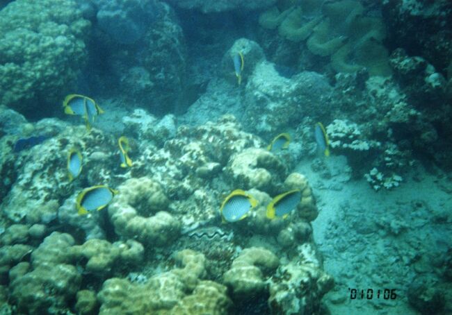 フウライチョウチョウウオ？