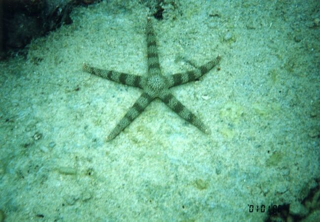 ヒトデもいます。