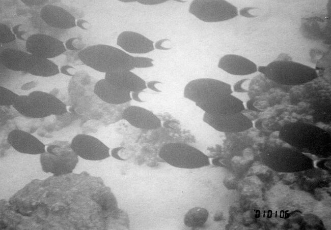 こちらもよくお目に掛かるが名前は知りません。