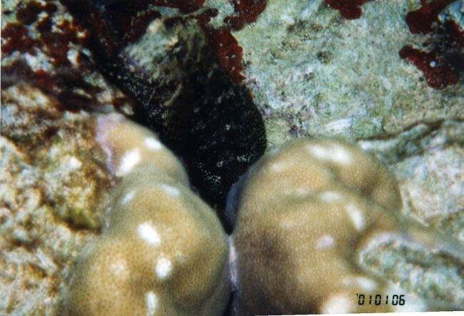 カエルウオを近くから。