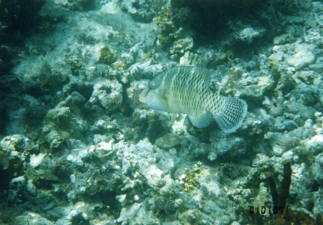 ナポレオンの幼魚。PPR前に居ついている？