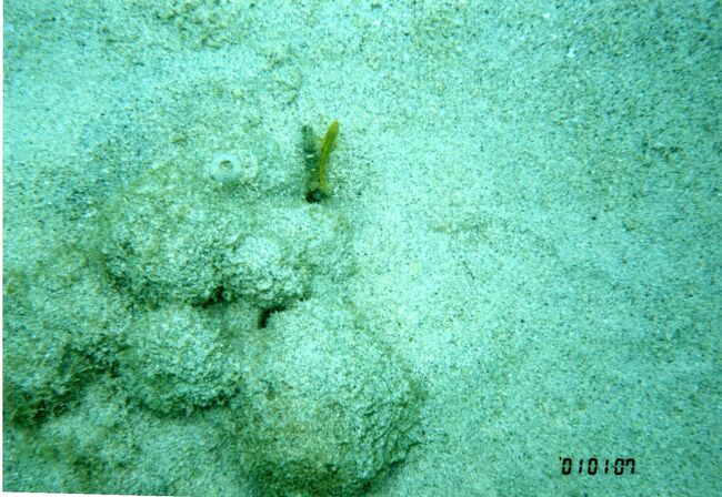 テッポウエビ？テッポウエビはよくギンガハゼと共生しています。