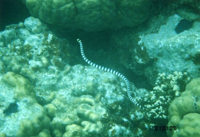 なんとウミヘビがいました。