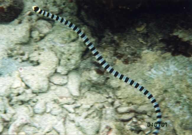 魚類のウミヘビと爬虫類のウミヘビがいるのですが、これはどうやら爬虫類の方のようです。