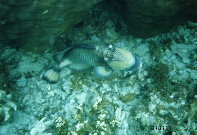 ゴマモンガラ。