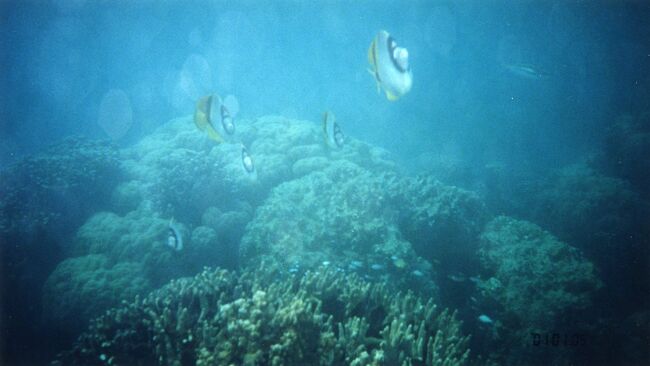 チョウチョウウオ。