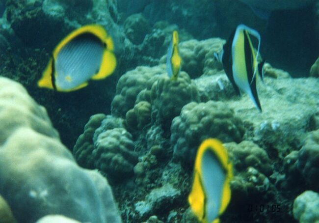 チョウチョウウオとツノダシ。