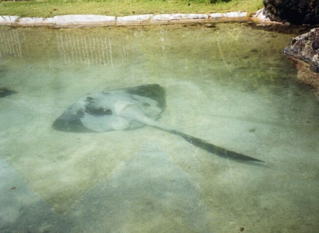 PPRの中庭には池があり、エイなどが飼われており、餌付けもされています。