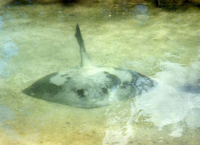 エイを真正面から。アカエイ？