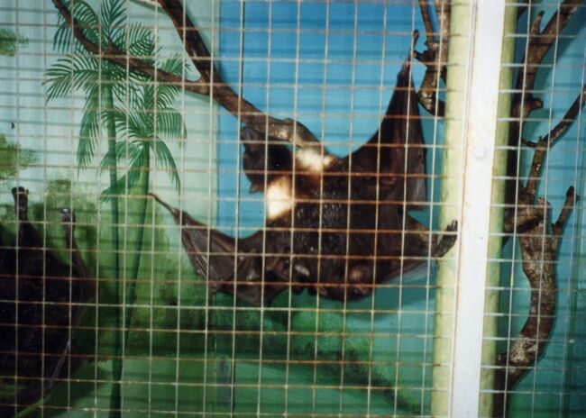 勿論、フルーツバット。