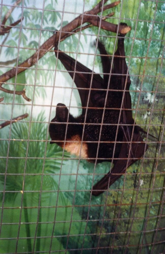 結構、大きいです。