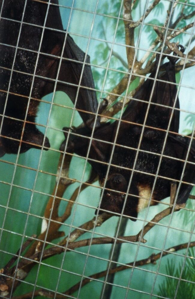 爪が鋭いです。