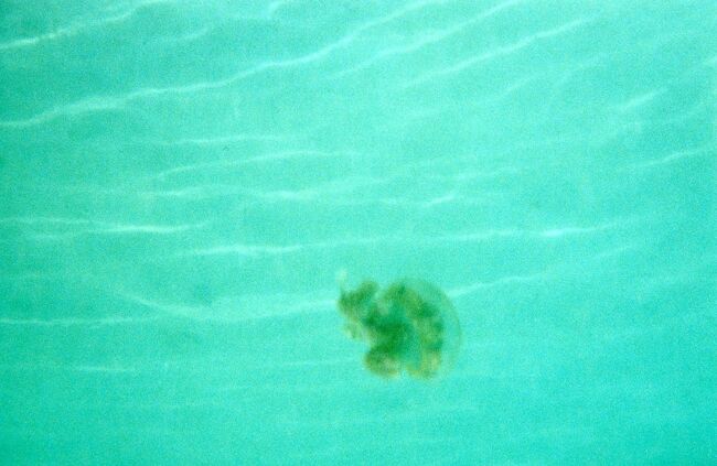 クラゲが漂っていました。