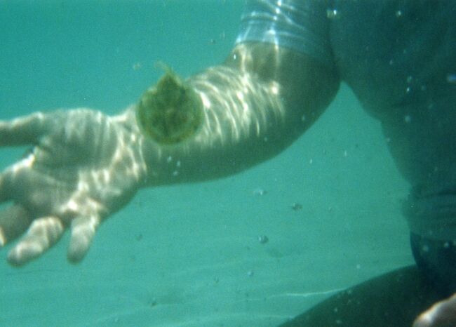 人の手と比較すると結構大きいのが分かります。