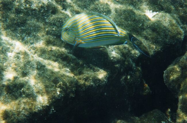 タテジマなんとかですね。