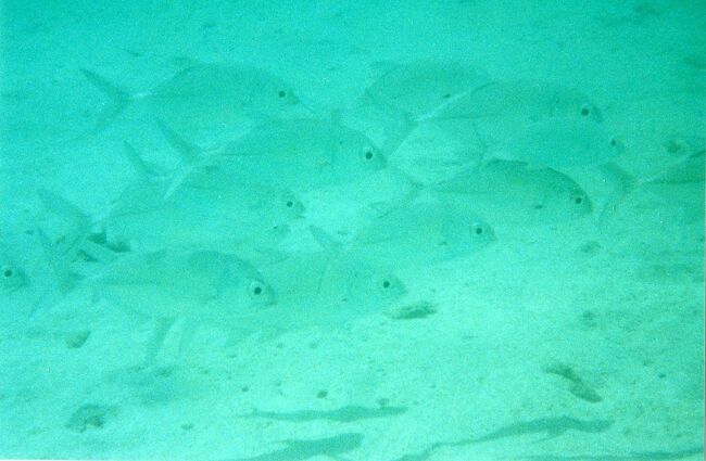 コバンアジの群れ。