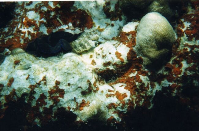 カエルウオもいます。