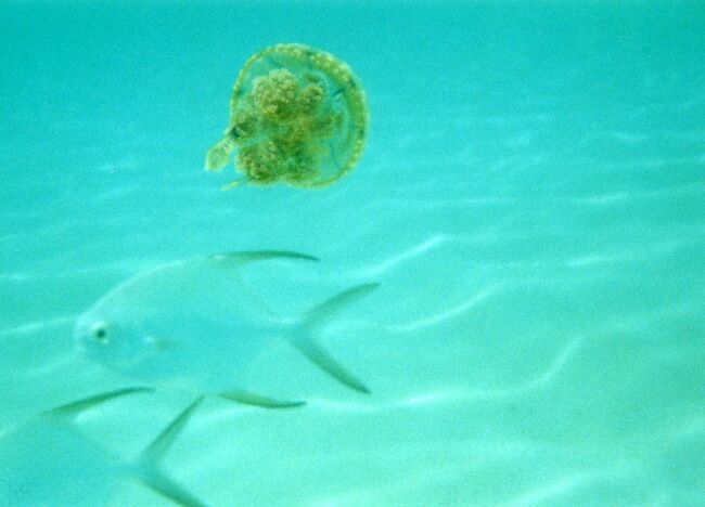 コバンアジとタコクラゲ。