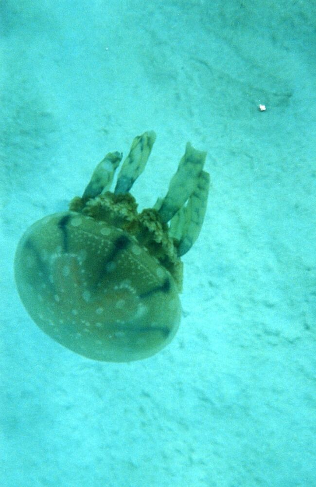 クローズアップしてみました。