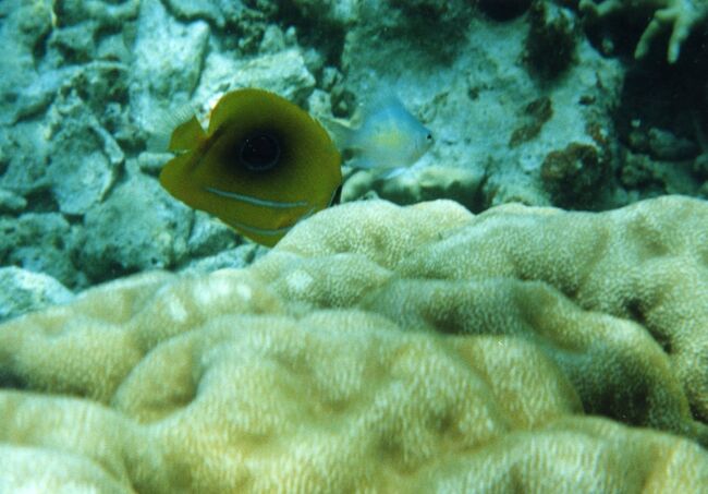 チョウチョウウオ？