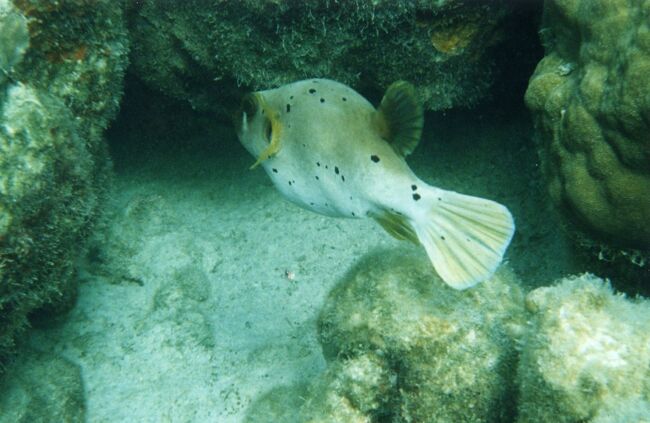 コクテンフグ？