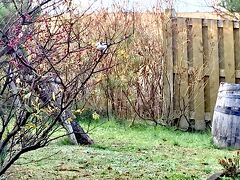 客室でバードウォッチングなんて最高