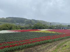 きれいな花が咲いていました