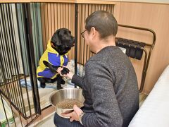 部屋に戻ったらハビービが待ちに待ったディナータイムです。
毎食前のルーティーンのお手や伏せをこなしてやっとこさ晩飯にありつけた喜び。
もうちょっとガッツクのを止めましょうね。
