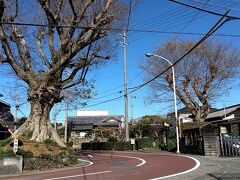 街道筋には一里塚がありますが、現存する一里塚には珍しく、東側と西側の両方が残っています。2本の榎の木が、その象徴。江戸から37里目にあたるとのコトです。。