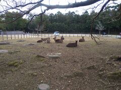 興福寺を抜けて、奈良公園へ。
かつて春日大社にあった東西塔の跡がありました。かつて、興福寺の五重塔にも匹敵する塔があったとのこと。
いまは鹿がのんびり。