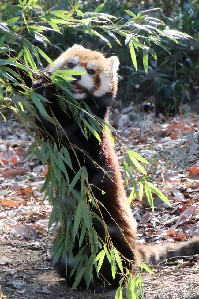 22年動物園初詣は埼玉こども動物自然公園 前編 レッサーパンダのお外みやびちゃん 室内の可愛いハナビママ レッサーエリアご近所の動物たち 東松山 埼玉県 の旅行記 ブログ By まみさん フォートラベル