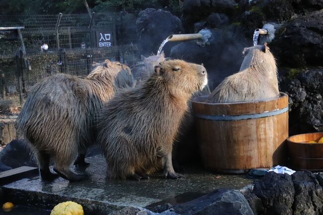 22年動物園初詣は埼玉こども動物自然公園 後編 干支の引継ぎ式 今年は寅年でなくマヌル年 東園 北園のなかよしコーナーとエコハウチュー 東松山 埼玉県 の旅行記 ブログ By まみさん フォートラベル