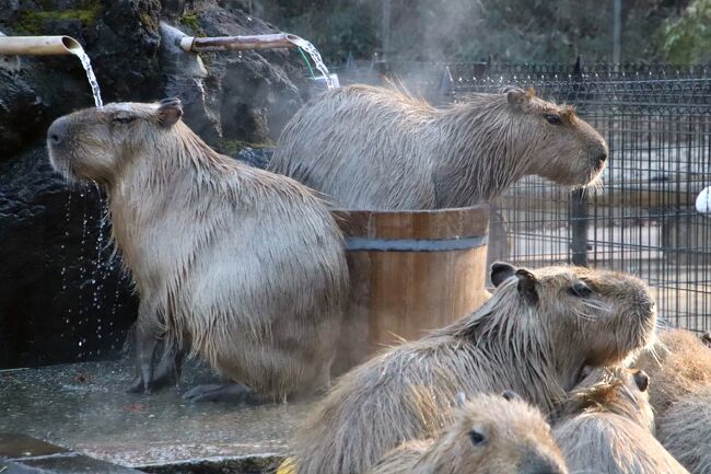 22年動物園初詣は埼玉こども動物自然公園 後編 干支の引継ぎ式 今年は寅年でなくマヌル年 東園 北園のなかよしコーナーとエコハウチュー 東松山 埼玉県 の旅行記 ブログ By まみさん フォートラベル