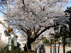 元大名屋敷街・現高級住宅街　東京山の手地区（窪町東公園、伝通院（家康母墓）、春日局屋敷跡）周辺　５