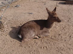 早速、鹿のお出迎えです。