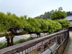 塔之岡と呼ばれる千畳閣や五重塔のそばの茶店の前に「龍髯の松」という横に30ｍ広がった松の木があります。
大正時代の終わりに龍のほお髭に似ていることから嚴島神社の宮司が名付けたそうです。
今から約２００年もの前に植えられた二本の黒松を茶店の主人が手入れしてこの姿を維持しているそうです。 
