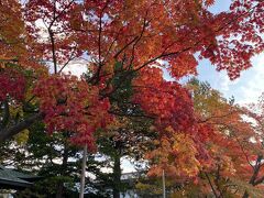 ホテルから新鮮市場派までお散歩
神社の看板があったのでちょっと立ち寄りました
かなり大きい神社でびっくり
あちこちに紅葉があり秋を感じさせてくれました
