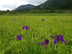 湿生花園
四季折々何回も訪れているお気に入りの場所だけど、梅雨の時期は初めて
ヒオウギアヤメの群落